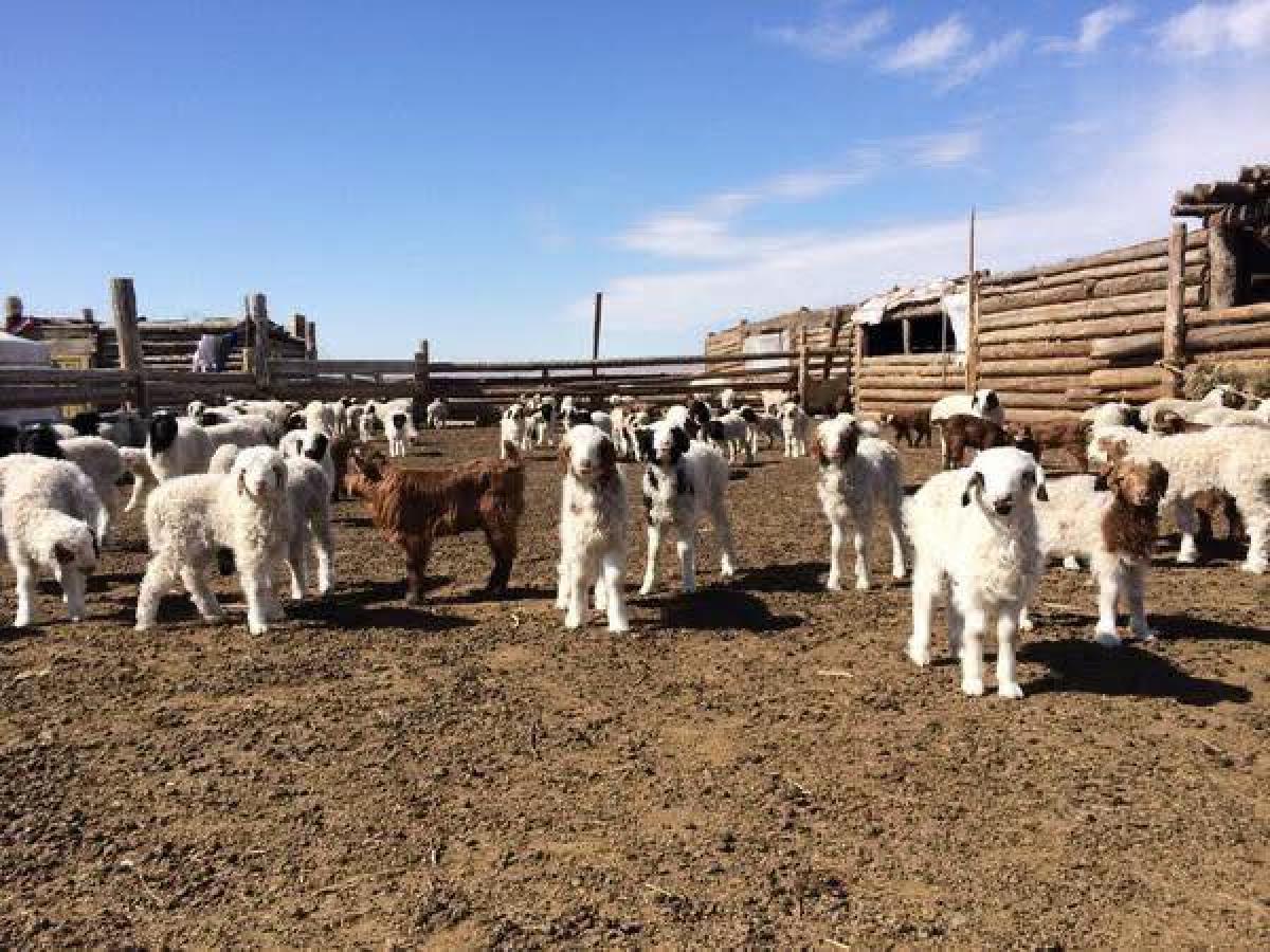 Улсын хэмжээнд 9.2 сая төл хүлээн авч, бойжил